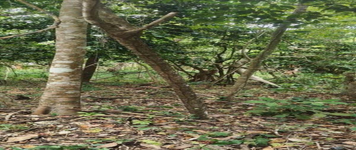 Foto de terreno habitacional en venta en  , aarón merino [colonia], bacalar, quintana roo, 0 No. 04